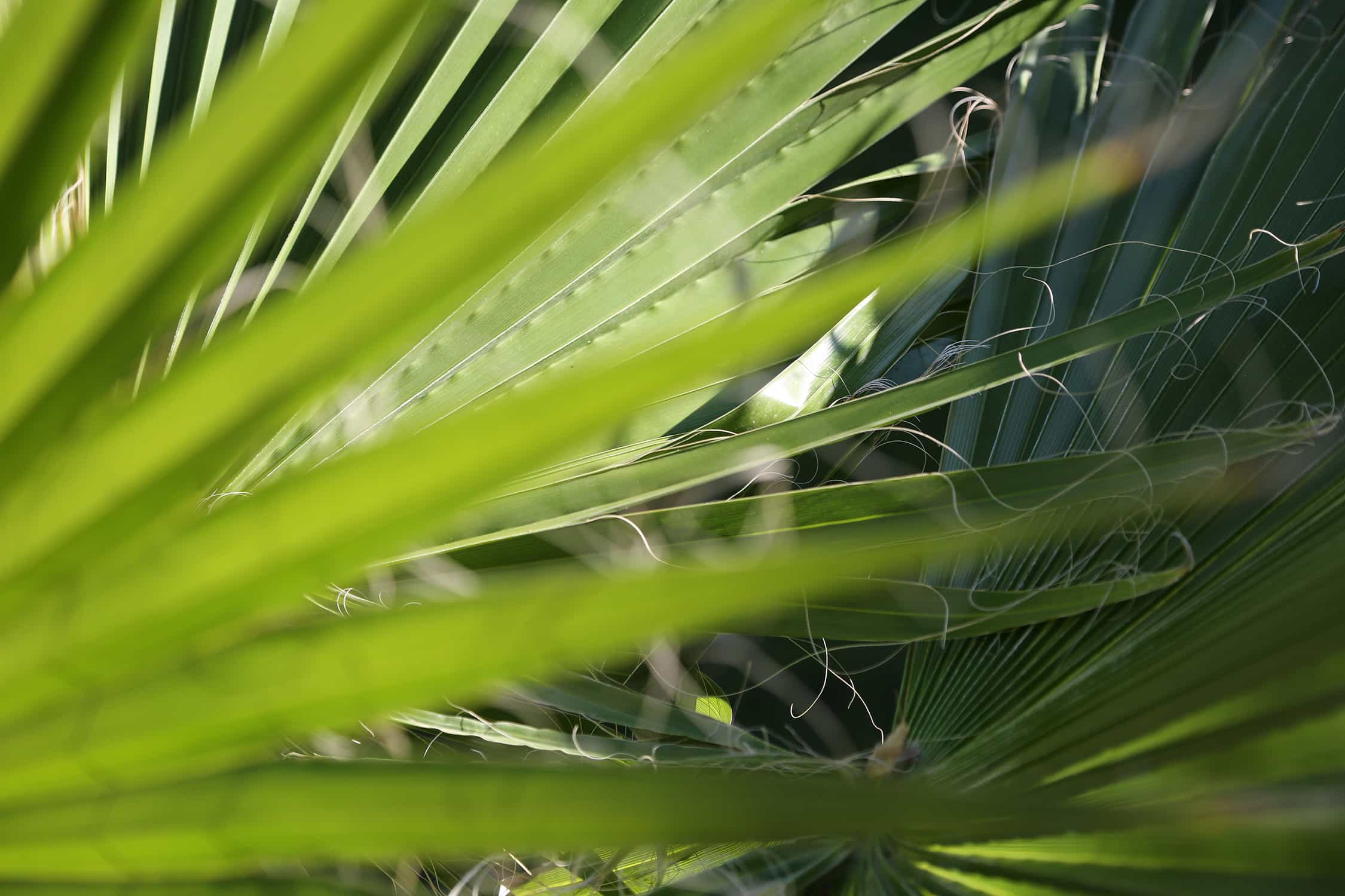 Feuille de palmier